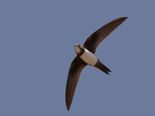 Alppikiitäjä, Alpine Swift, Apus melba