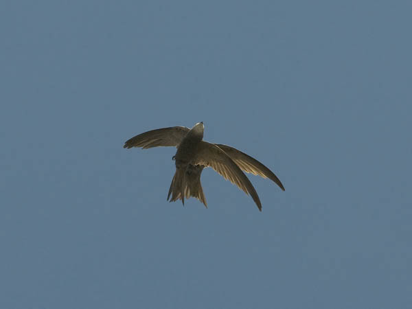 Vaaleakiitäjä, Pallid Swift, Apus pallidus