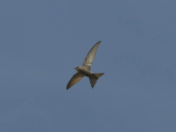 Vaaleakiitäjä, Pallid Swift, Apus pallidus
