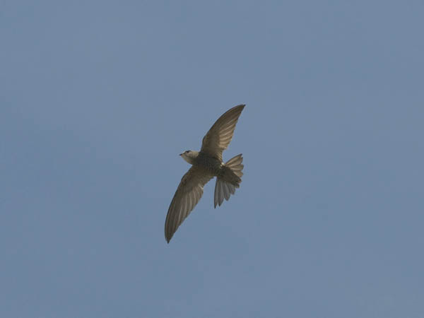 Vaaleakiitäjä, Pallid Swift, Apus pallidus