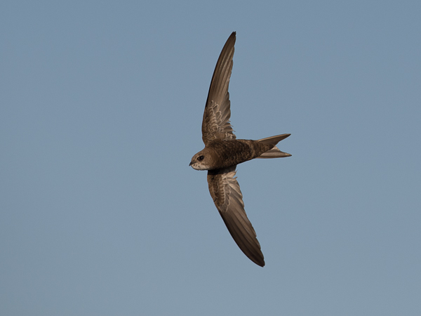 Vaaleakiitäjä, Pallid Swift, Apus pallidus