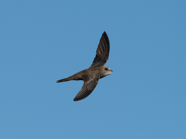 Vaaleakiitäjä, Pallid Swift, Apus pallidus