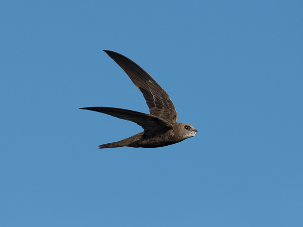 Vaaleakiitäjä, Pallid Swift, Apus pallidus