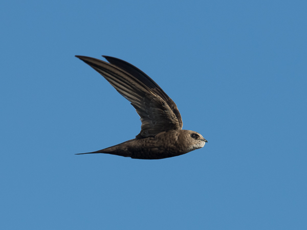 Vaaleakiitäjä, Pallid Swift, Apus pallidus