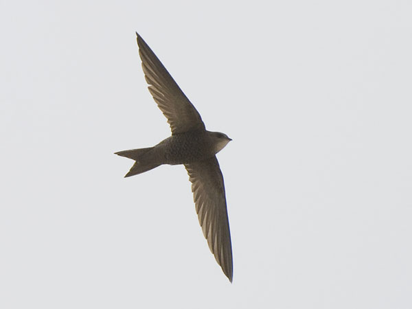 Vaaleakiitäjä, Pallid Swift, Apus pallidus