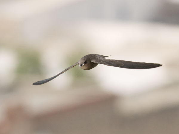 Vaaleakiitäjä, Pallid Swift, Apus pallidus