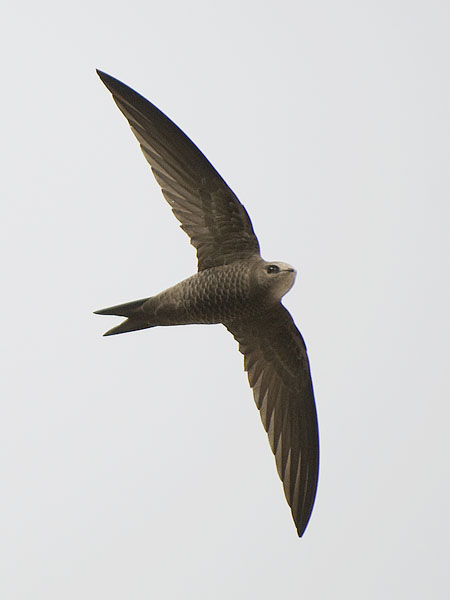 Vaaleakiitäjä, Pallid Swift, Apus pallidus