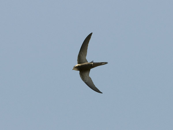 Vaaleakiitäjä, Pallid Swift, Apus pallidus