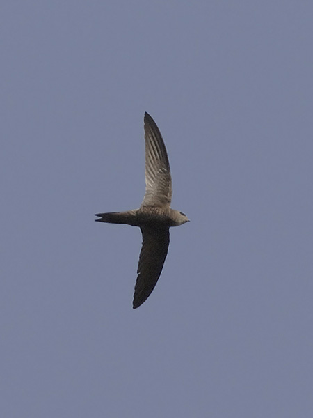 Vaaleakiitäjä, Pallid Swift, Apus pallidus