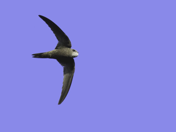 Vaaleakiitäjä, Pallid Swift, Apus pallidus