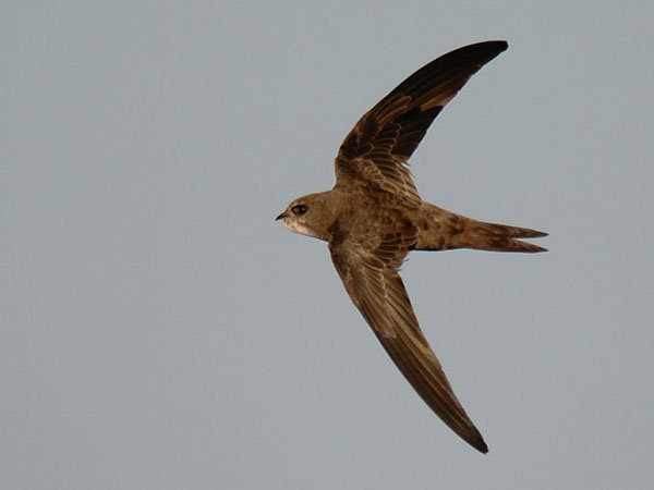Vaaleakiitäjä, Pallid Swift, Apus pallidus
