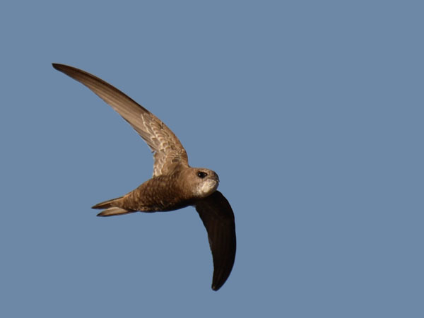 Vaaleakiitäjä, Pallid Swift, Apus pallidus