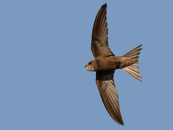 Vaaleakiitäjä, Pallid Swift, Apus pallidus