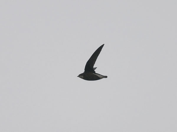 Piikkipyrstökiitäjä, White-throated Needletail, Hirundapus caudacutus