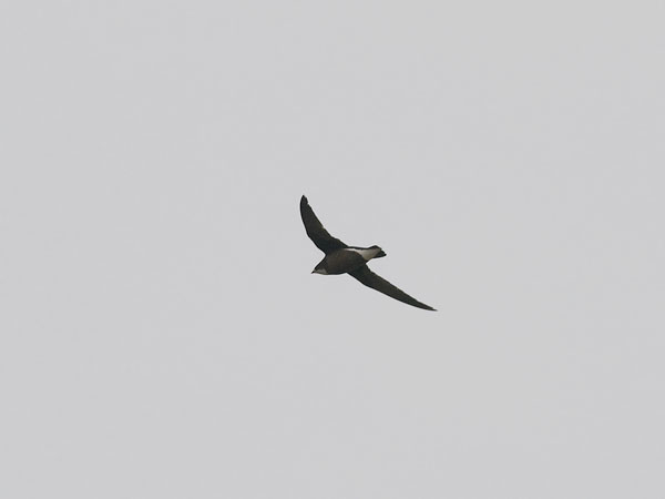 Piikkipyrstökiitäjä, White-throated Needletail, Hirundapus caudacutus