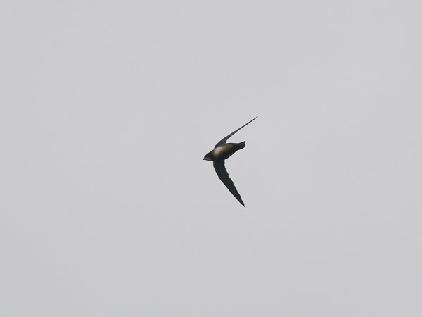 Piikkipyrstökiitäjä, White-throated Needletail, Hirundapus caudacutus