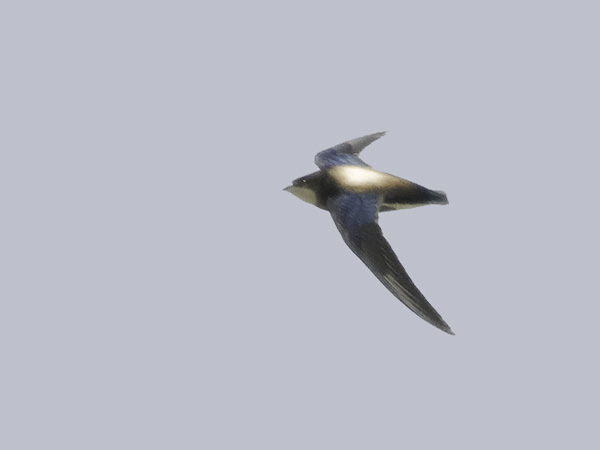 Piikkipyrstökiitäjä, White-throated Needletail, Hirundapus caudacutus