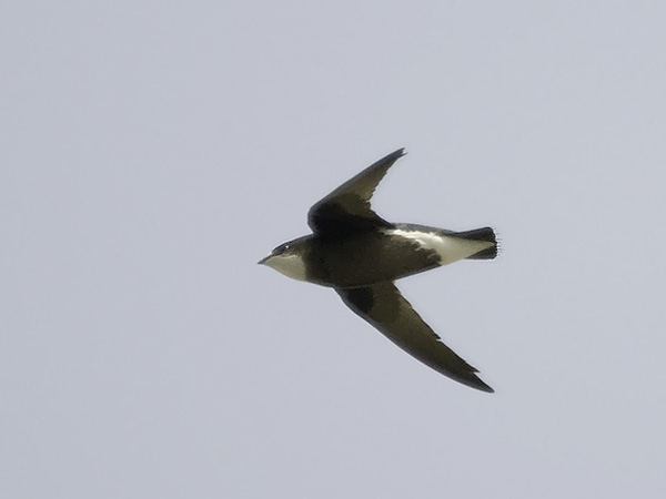 Piikkipyrstökiitäjä, White-throated Needletail, Hirundapus caudacutus