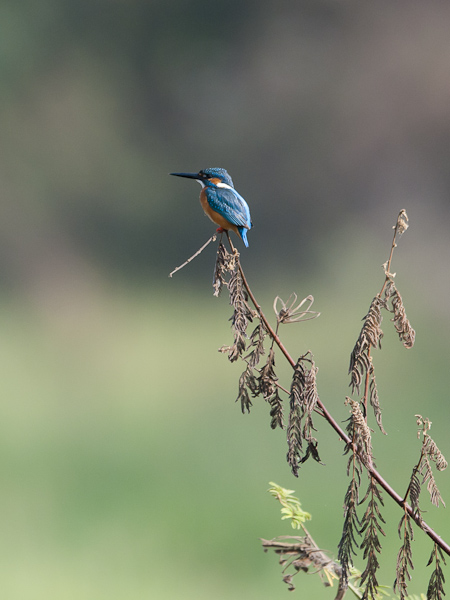 Kuningaskalastaja, Common Kingfisher, Alcedo atthis