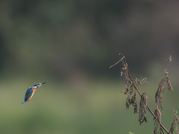 Kuningaskalastaja, Common Kingfisher, Alcedo atthis
