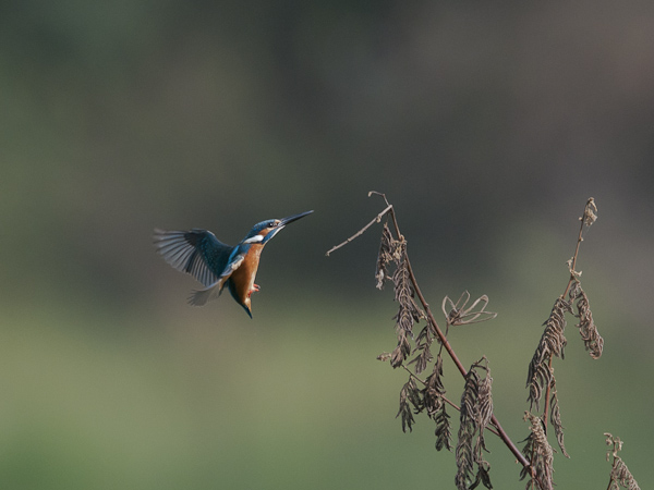 Kuningaskalastaja, Common Kingfisher, Alcedo atthis