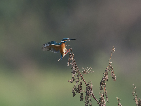 Kuningaskalastaja, Common Kingfisher, Alcedo atthis