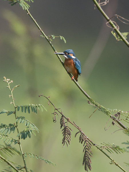 Kuningaskalastaja, Common Kingfisher, Alcedo atthis