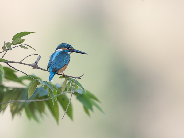 Kuningaskalastaja, Common Kingfisher, Alcedo atthis