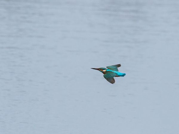 Kuningaskalastaja, Common Kingfisher, Alcedo atthis