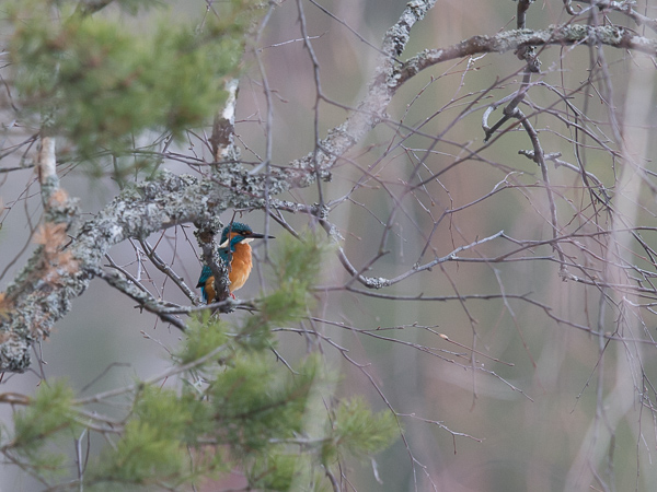 Kuningaskalastaja, Common Kingfisher, Alcedo atthis