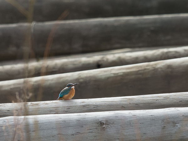 Kuningaskalastaja, Common Kingfisher, Alcedo atthis