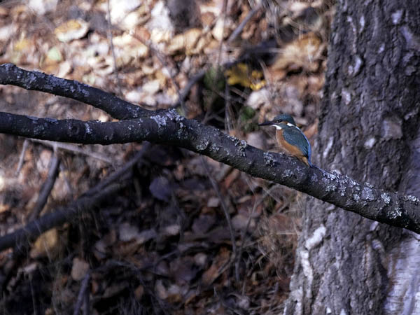 Kuningaskalastaja, Common Kingfisher, Alcedo atthis