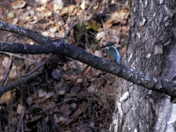 Kuningaskalastaja, Common Kingfisher, Alcedo atthis