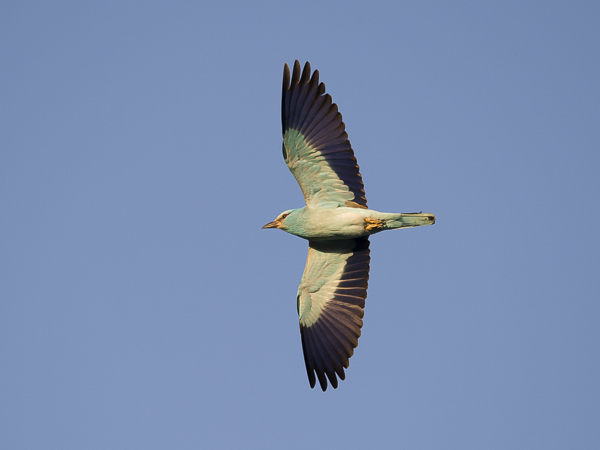 Sininärhi, European Roller, Coracias garrulus