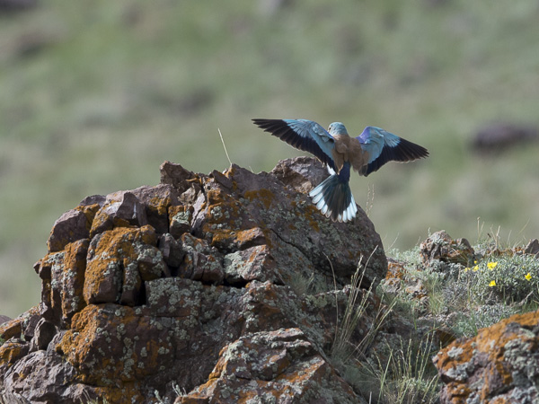Sininärhi, European Roller, Coracias garrulus