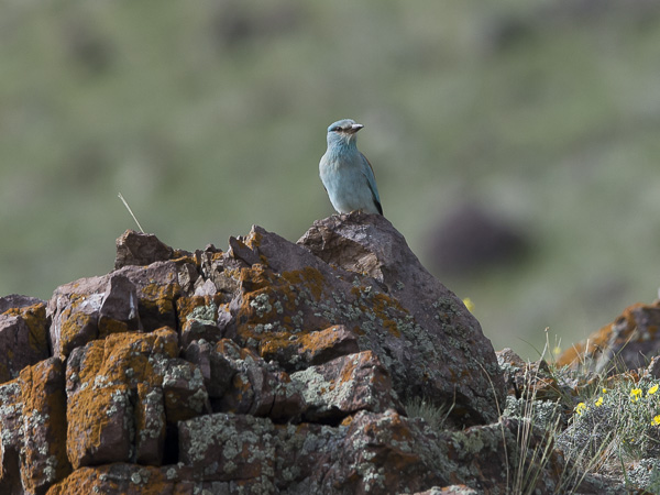 Sininärhi, European Roller, Coracias garrulus