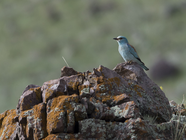 Sininärhi, European Roller, Coracias garrulus