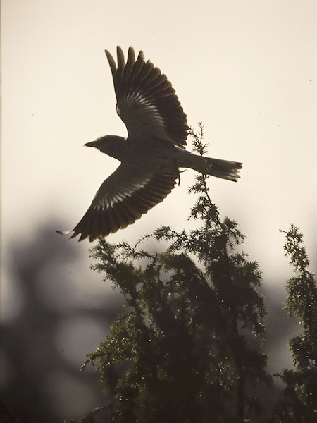 Sininärhi, European Roller, Coracias garrulus