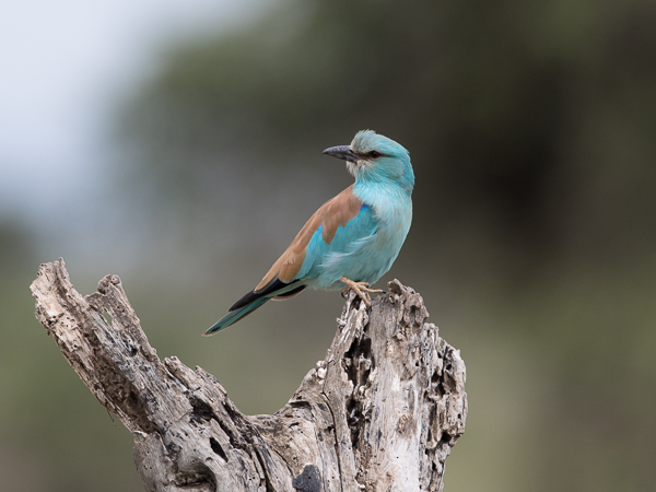 Sininärhi, European Roller, Coracias garrulus