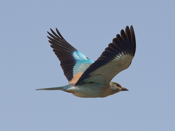 Sininärhi, European Roller, Coracias garrulus