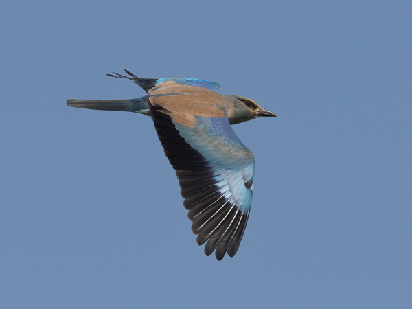 Sininärhi, European Roller, Coracias garrulus