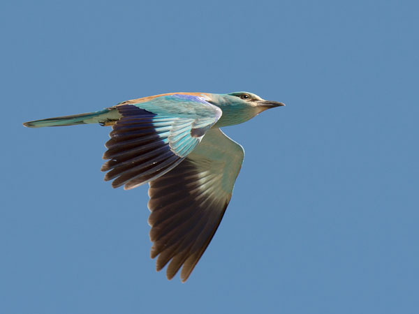 Sininärhi, European Roller, Coracias garrulus