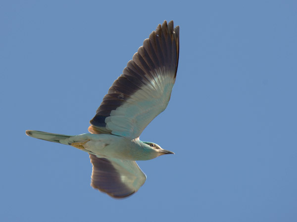 Sininärhi, European Roller, Coracias garrulus
