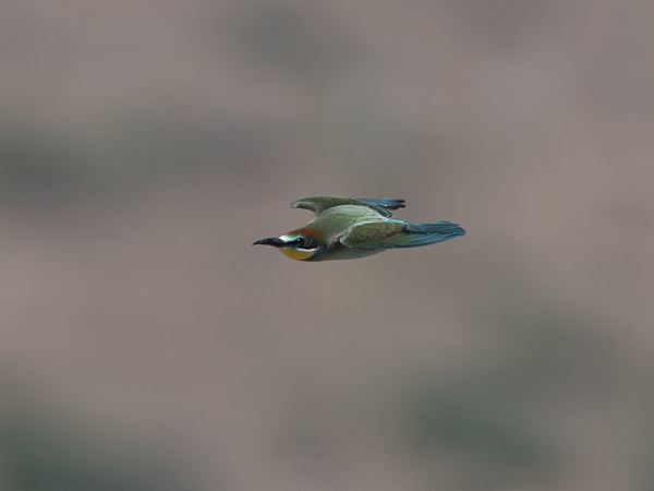 Mehiläissyöjä, European Bee-eater, Merops apiaster