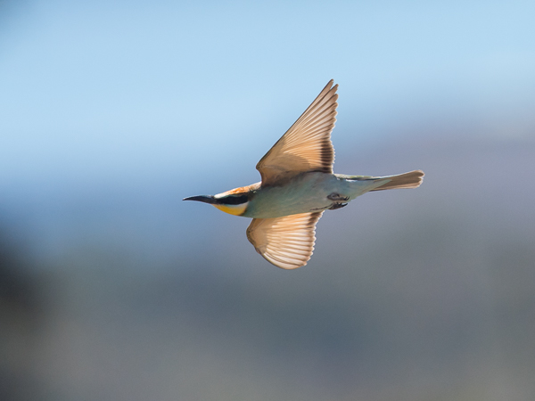 Mehiläissyöjä, European Bee-eater, Merops apiaster