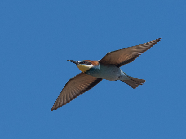 Mehiläissyöjä, European Bee-eater, Merops apiaster