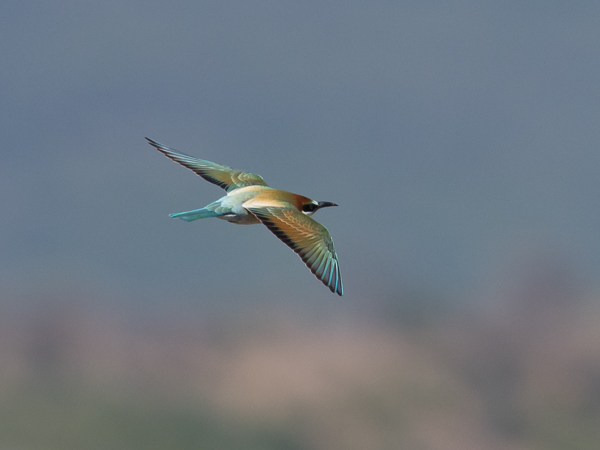 Mehiläissyöjä, European Bee-eater, Merops apiaster