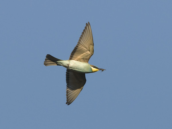 Mehiläissyöjä, European Bee-eater, Merops apiaster