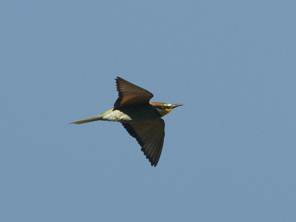 Mehiläissyöjä, European Bee-eater, Merops apiaster