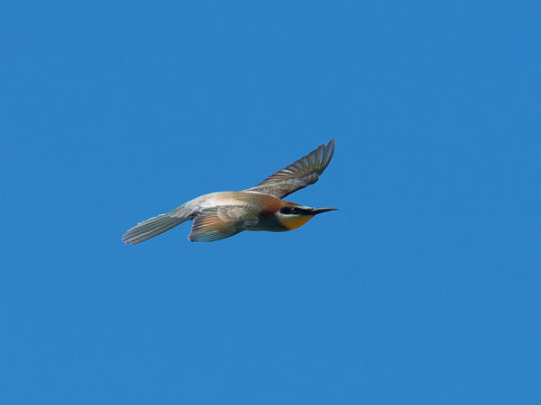 Mehiläissyöjä, European Bee-eater, Merops apiaster